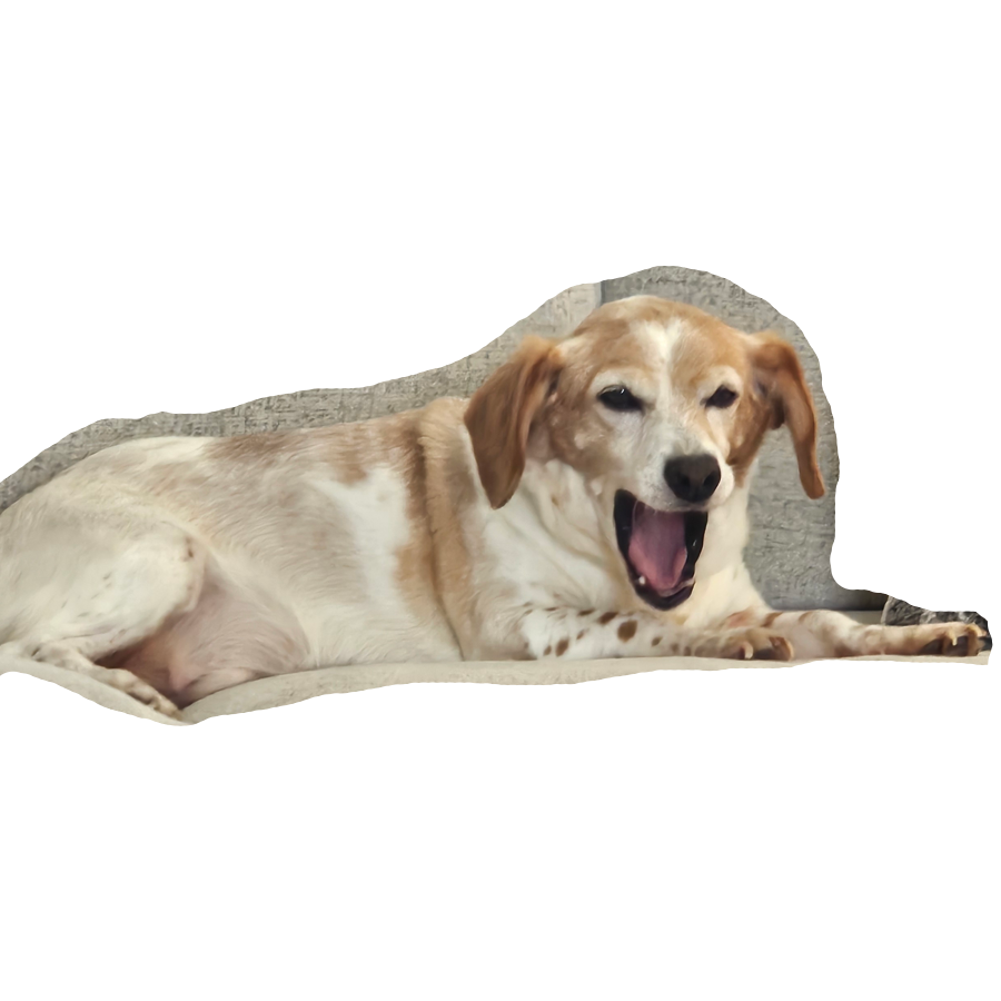 Picture of Shelby yawning